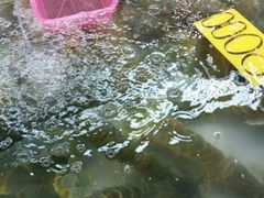 pp虾-班赞海鲜市场