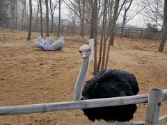 -大连森林动物园