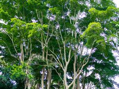 -中国科学院西双版纳热带植物园