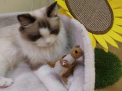 -滚猫咖啡·猫咖·猫友好撸猫(未来城店)
