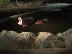 -清迈夜间动物园