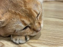 -楼上猫咖(罗湖店)