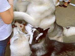 -TrueLove @ Neverland (Husky Cafe)