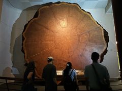 -美国自然历史博物馆