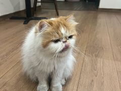 -有猫主题·治愈系猫咖(曾厝垵店)