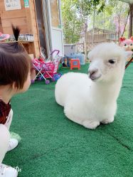 -萌宠亲子动物乐园(槐房万达店)