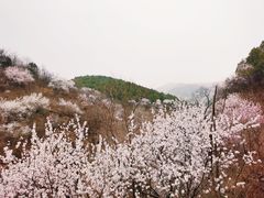 -香山公园