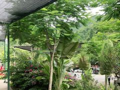 -西双版纳原始森林公园