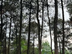 -铁山坪森林公园