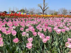 -荷兰花海
