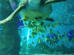 -北戴河圣蓝海洋公园