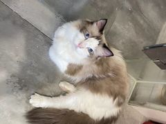 -楼上猫咖(罗湖店)