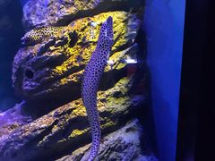 -暹罗海洋世界