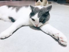-Heymao猫咖.咖啡厅(东门店)