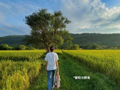 -艾米稻香小镇