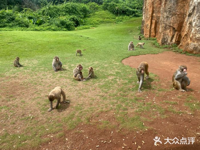 海南热带野生动植物园图片