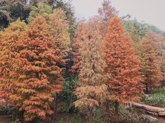 -云溪植物园