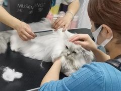 -山宅一喵德文卷毛猫舍