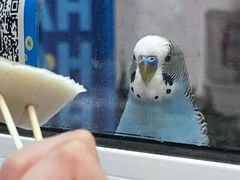 -椰爺爺·椰子冻砵仔糕