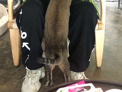 -喵屿·大理花园猫咖