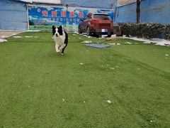 -宠物寄养训练学校