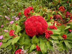 -北纬44度·金珠花海休闲农业旅游景区