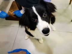 -安格丽娜·狗咖·猫咖羊驼咖(春熙路百盛商场店)