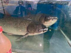 -生态脆鲩鱼庄(吉惠园店)