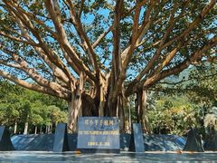 -深圳仙湖植物园