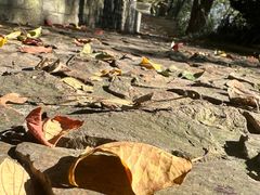 -上海佘山国家森林公园天马山园