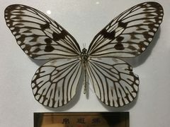 -上海昆虫博物馆