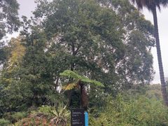 -墨尔本皇家植物园