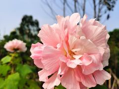 -中山市树木园
