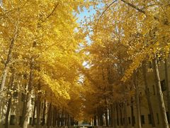 -北京国家会计学院
