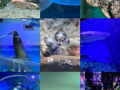 -正佳极地海洋世界