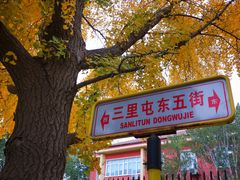 -三里屯东五街银杏大道