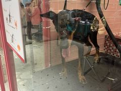 -FAELING PETS美天灵宠物(合生汇店)