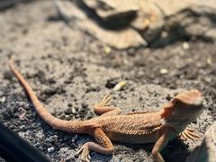 -帕帕拉兹宠物(亚洲旗舰店)