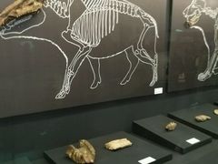 -北京周口店北京人遗址博物馆