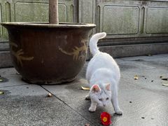景点-杭州上天竺法喜讲寺