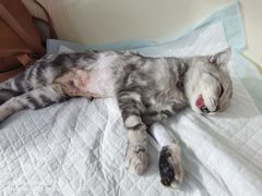 -A猫a狗全科·犬猫异宠·芥西宠物医院(南开总院)