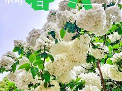 -上海滨江森林公园