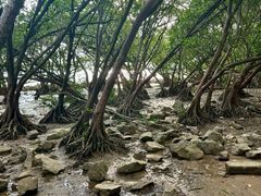 -宝安西湾红树林湿地公园