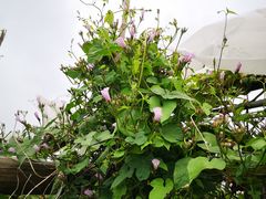 -马陆小张葡萄园农家乐