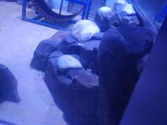 -上海海昌海洋公园-冰山北极馆