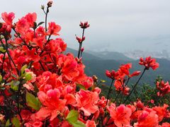 -梧桐山风景名胜区