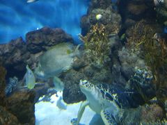 -上海海洋水族馆