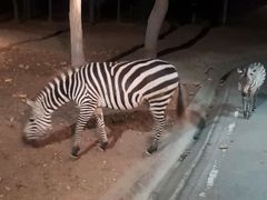 -清迈夜间动物园