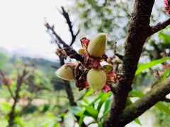 -南国桃园旅游度假区