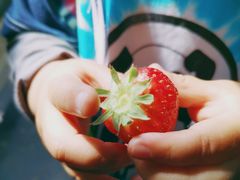-甜心庄园·甜心草莓采摘园(西青中北店)